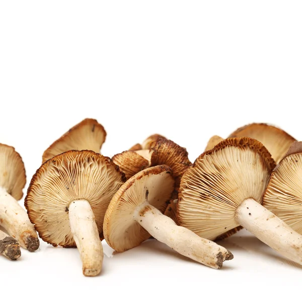 Fungo Shiitake — Foto Stock