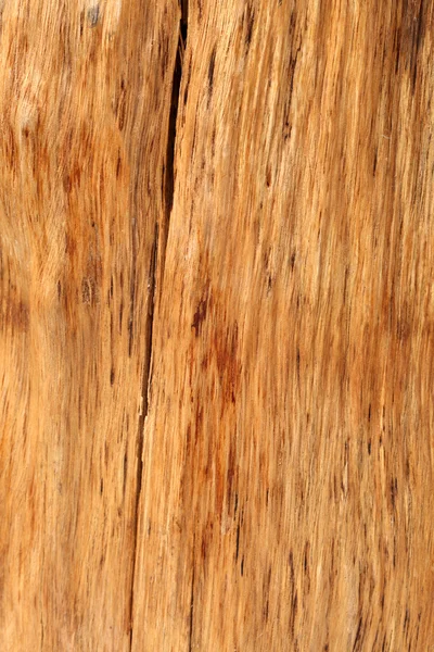 Log isolado em um fundo branco — Fotografia de Stock