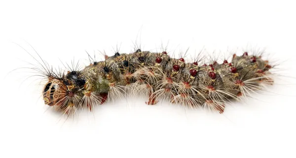 Kleine caterpillar geïsoleerd op een witte achtergrond — Stockfoto