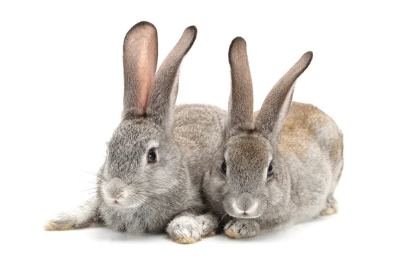 Grey rabbit — Stock Photo, Image