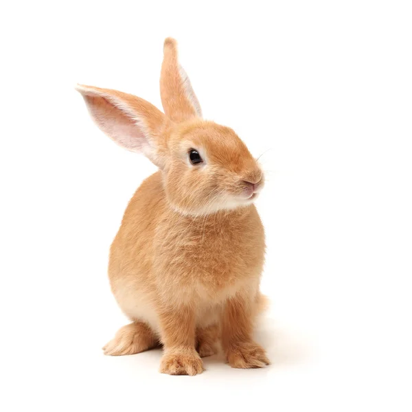 Oranje konijn — Stockfoto