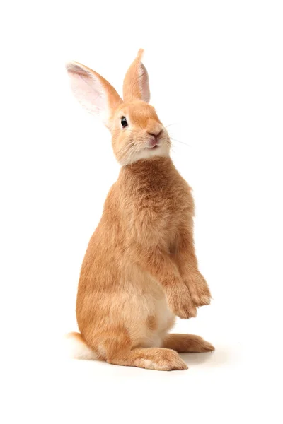 Orange rabbit — Stock Photo, Image