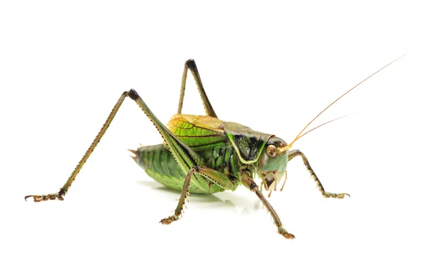 Makro obrázek kobylku izolovaných na bílém pozadí — Stock fotografie