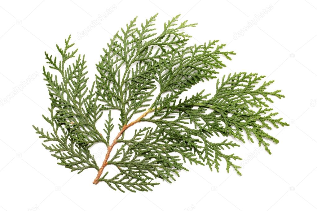 Leaves of pine tree or Oriental Arborvitae