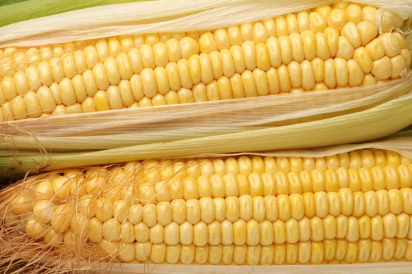 Fresh corn on the cob — Stock Photo, Image