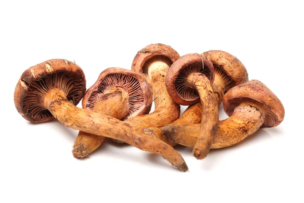 Red pine tree mushrooms on white background — Stock Photo, Image
