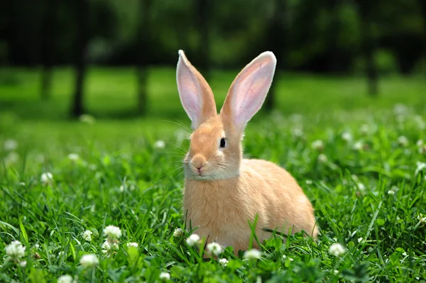 Doğadaki tavşan — Stok fotoğraf