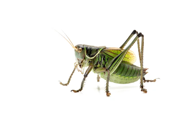 Grüne Heuschrecke — Stockfoto