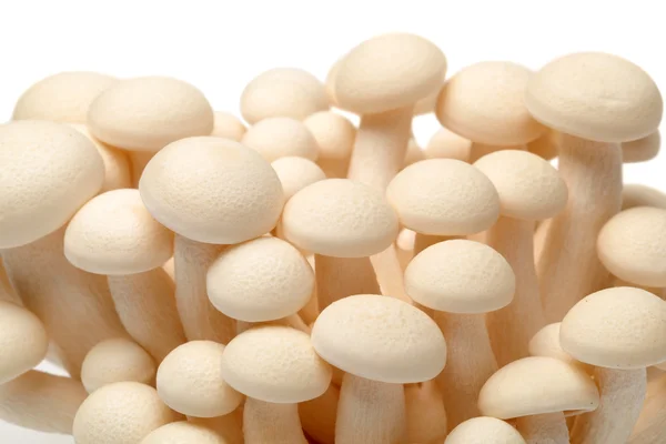 Shimeji mushrooms white varieties — Stock Photo, Image