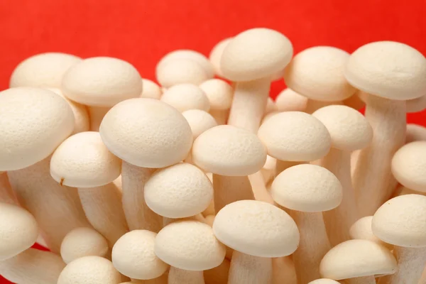 Shimeji mushrooms white varieties — Stock Photo, Image