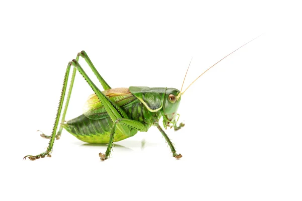 Grüne Heuschrecke — Stockfoto