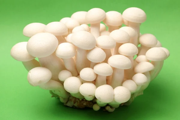 Shimeji mushrooms white varieties — Stock Photo, Image