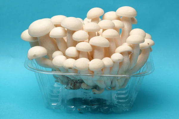 Shimeji mushrooms white varieties — Stock Photo, Image