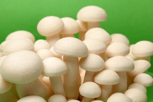 Funghi di Shimeji varietà bianche — Foto Stock