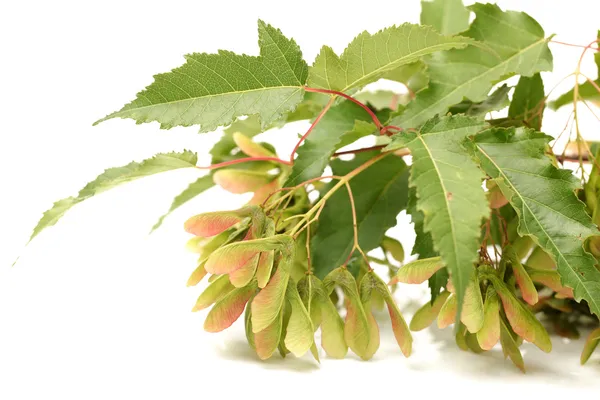 Rote Ahornfrüchte isoliert auf weißem Hintergrund — Stockfoto