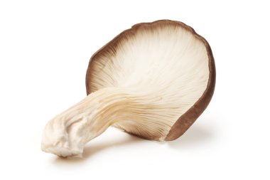 istiridye mantar