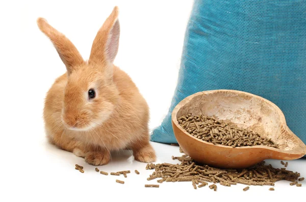 Conejo y conejo se alimentan de fondo blanco — Foto de Stock