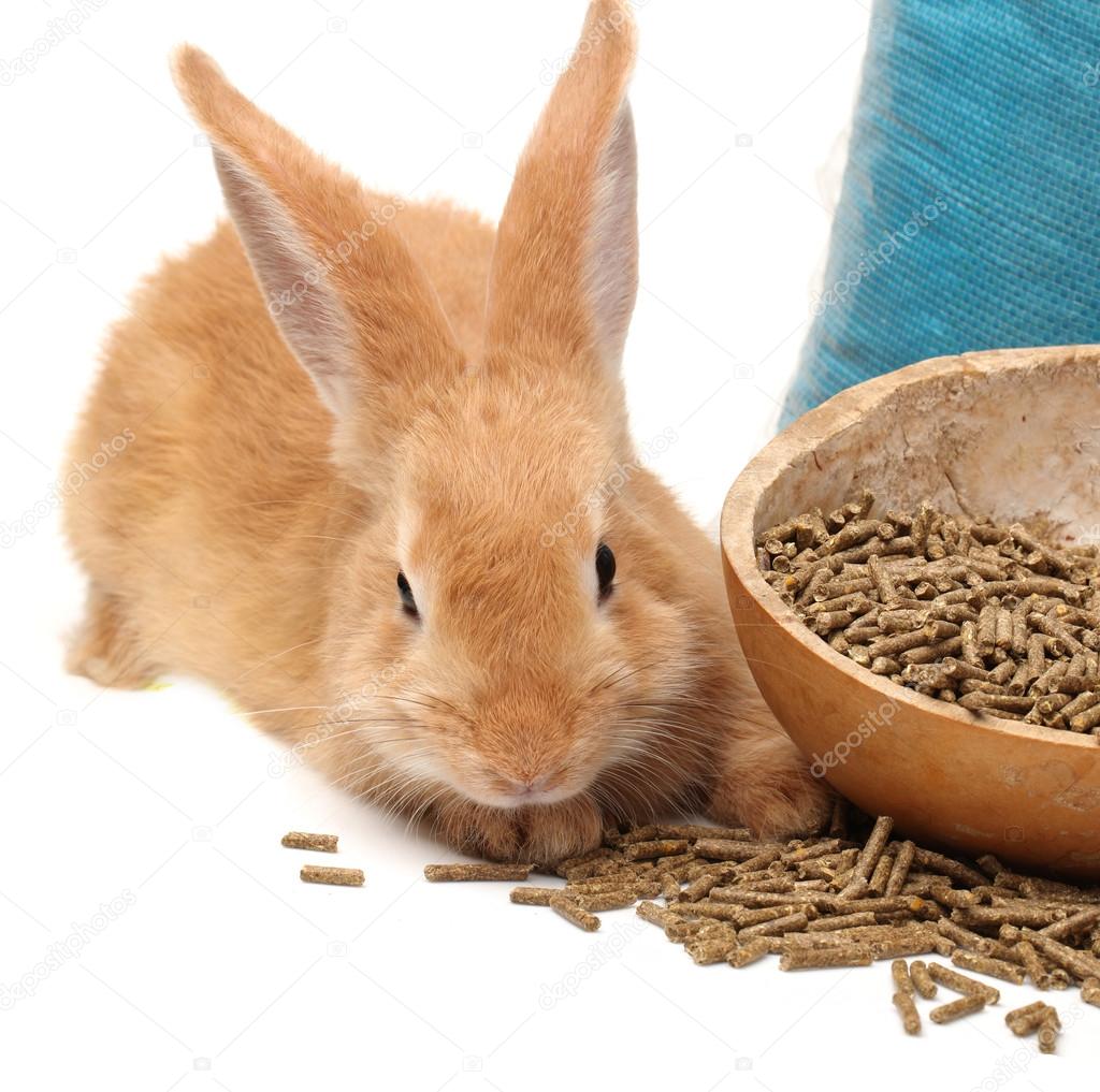 bunny feed