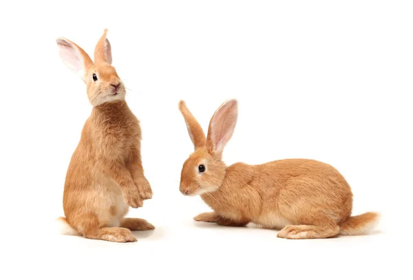 Orangefarbenes Kaninchen auf weißem Hintergrund — Stockfoto