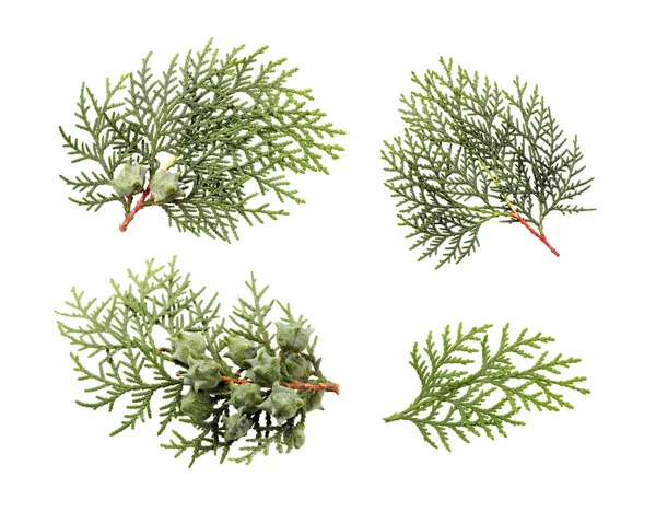 Leaves of pine tree — Stock Photo, Image