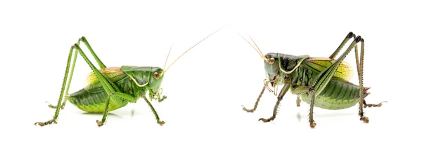 Grüne Heuschrecke — Stockfoto