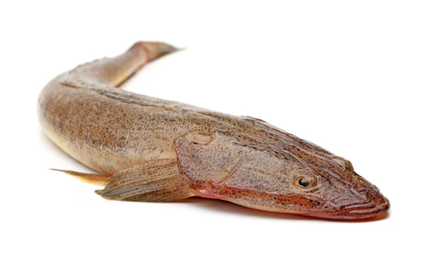 Peixes crus sobre um fundo branco — Fotografia de Stock