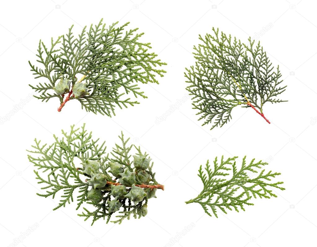 Leaves of pine tree