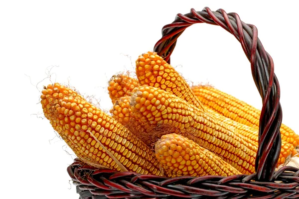 Grain corn — Stock Photo, Image