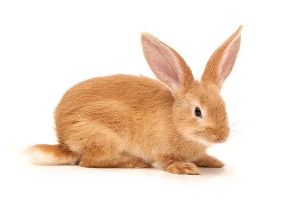 Orange rabbit — Stock Photo, Image