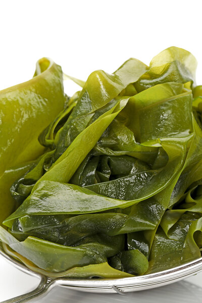 Seaweed on white background