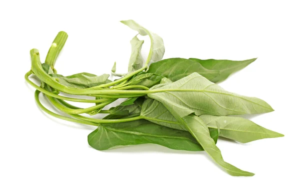 Water spinach isolated on white background — Stock Photo, Image