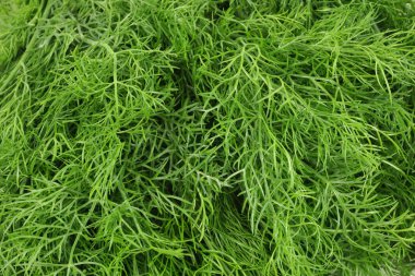 rezene grup beyaz zemin üzerine