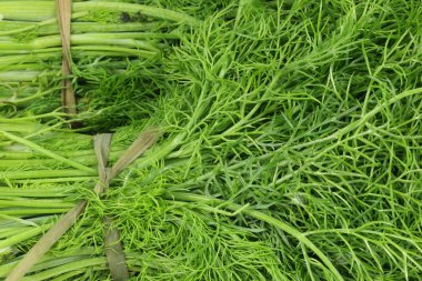 rezene grup beyaz zemin üzerine