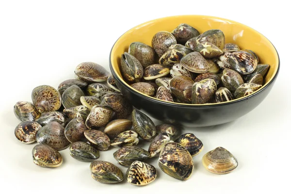 Lebende Muscheln — Stockfoto