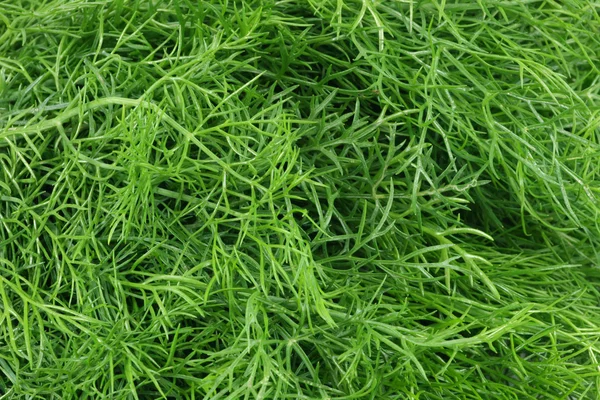 Fennel bunch on white background — Stock Photo, Image