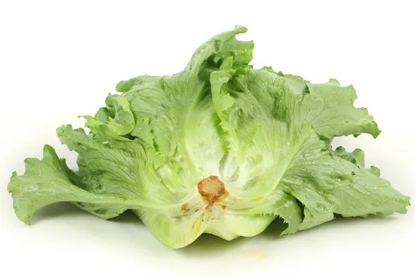 Fresh lettuce on white background — Stock Photo, Image