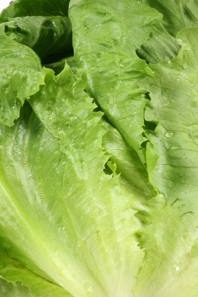 Fresh lettuce on white background — Stock Photo, Image