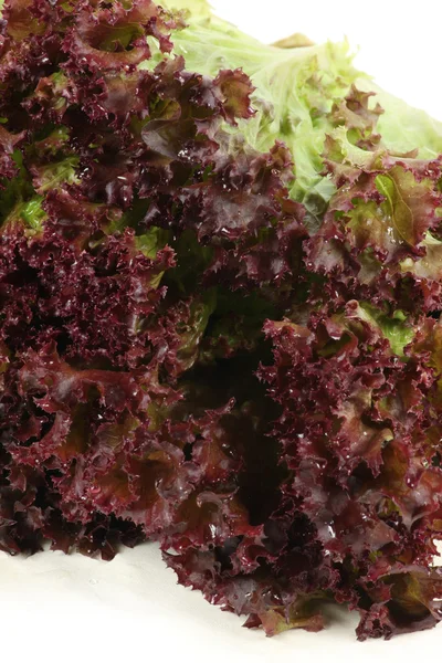 Fresh lettuce on white background — Stock Photo, Image