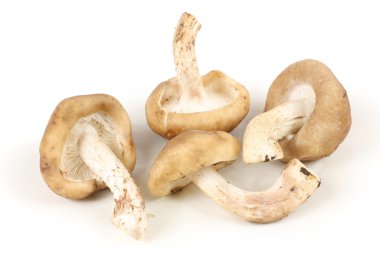 Beyaz arkaplanda izole edilmiş mantarlar