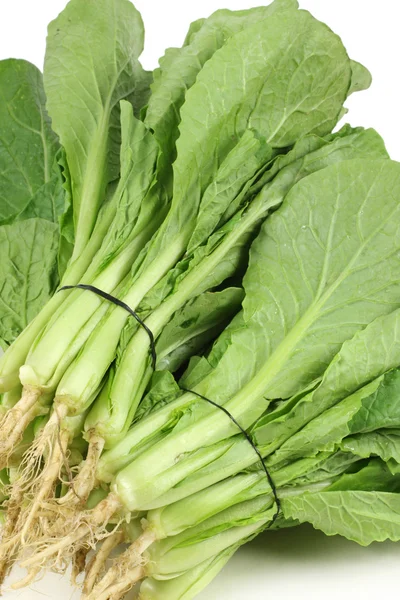 Small Chinese cabbage on white background — Stock Photo, Image