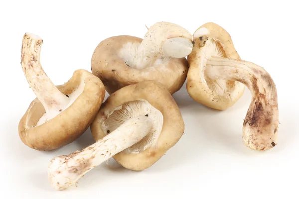 Mushrooms isolated on white background — Stock Photo, Image