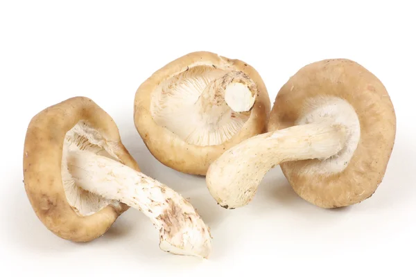 Mushrooms isolated on white background — Stock Photo, Image