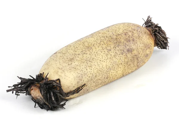 Lotus root on the white background — Stock Photo, Image