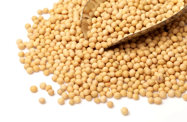 Gold soybean isolated on white background — Stock Photo, Image