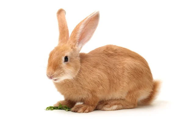 Orange rabbit — Stock Photo, Image