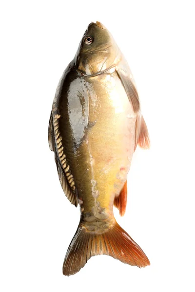 Raw fish carp on white background — Stock Photo, Image