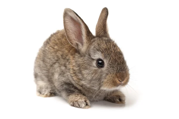 Conejo gris sobre fondo blanco — Foto de Stock
