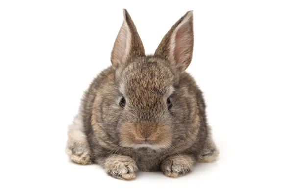 Szary królik na białym tle — Zdjęcie stockowe