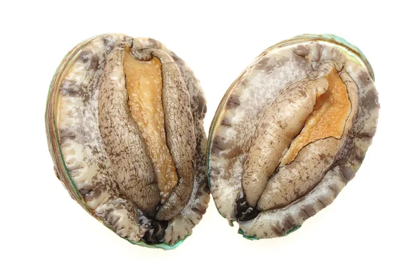 Raw abalones on the white background — Stock Photo, Image