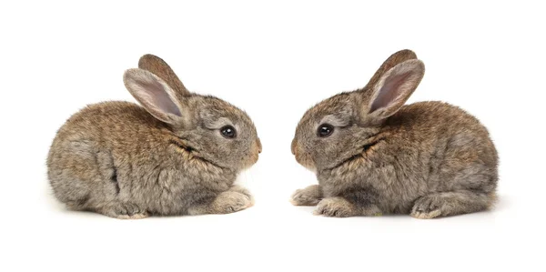 Grijs konijn op een witte achtergrond — Stockfoto